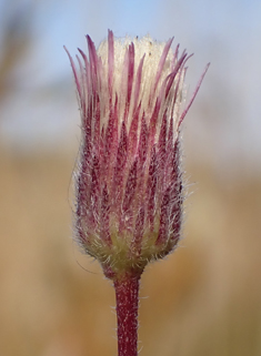 Blue Fleabane