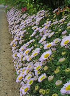 Seaside Fleabane