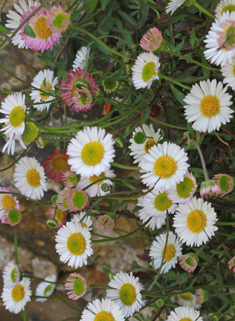 Mexican Fleabane