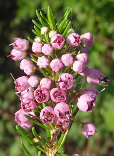 Pink Heather Flower Border (calluna Vulgaris, Erica, Ling) On