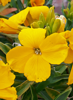 Common Wallflower