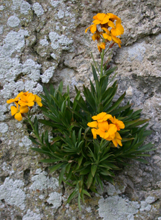 Common Wallflower