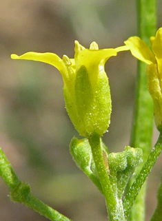 Common Treacle-mustard