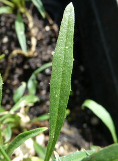 Siberian Wallflower