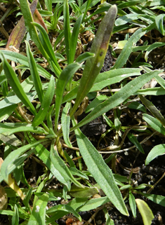 Siberian Wallflower