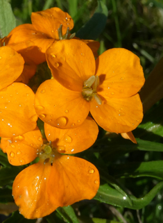 Siberian Wallflower