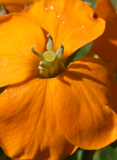 Siberian Wallflower