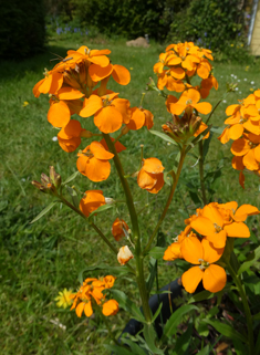 Siberian Wallflower