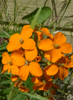 Siberian Wallflower