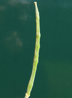 Siberian Wallflower