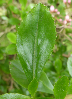 Hybrid Escallonia