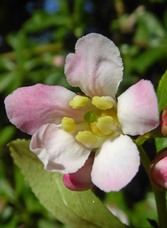 Hybrid Escallonia