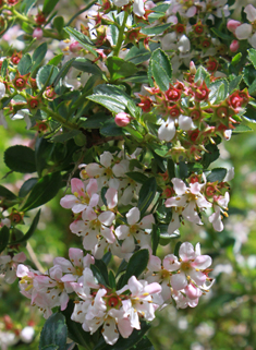 Hybrid Escallonia