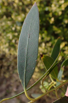 Tasmanian Snow-gum