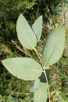 Tingiringi Gum
