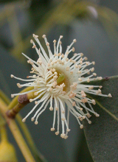 Cider Gum