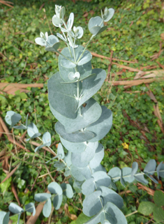 Cider Gum