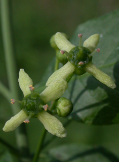 European Spindle