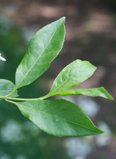 European Spindle