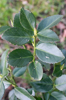 Climbing Spindle