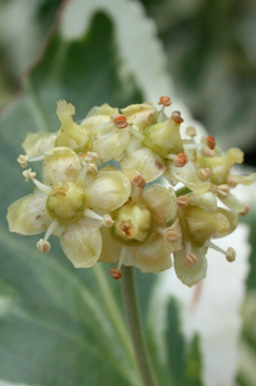 Climbing Spindle