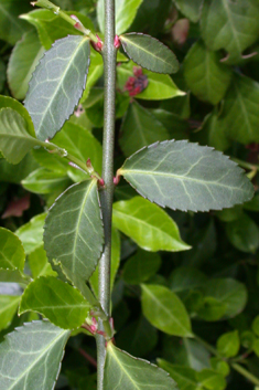 Climbing Spindle