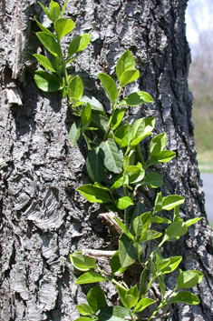 Climbing Spindle