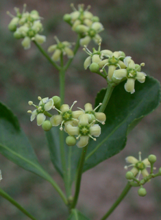 Japanese Spindle