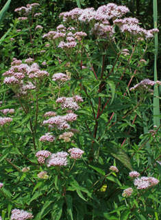 Hemp-agrimony