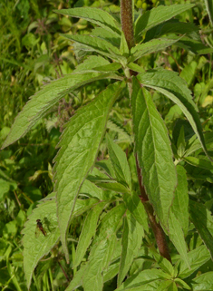 Hemp-agrimony