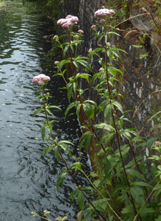 Hemp-agrimony