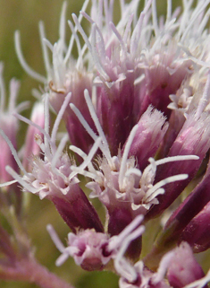 Hemp-agrimony