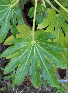 Japanese Fatsia