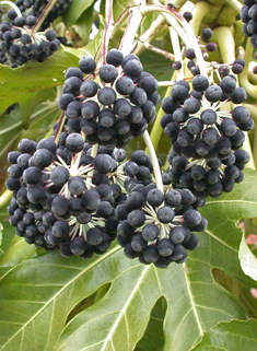 Japanese Fatsia