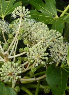 Japanese Fatsia