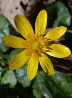 Lesser Celandine