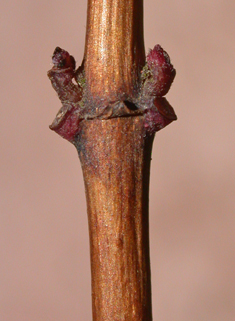 Magellanic Fuchsia