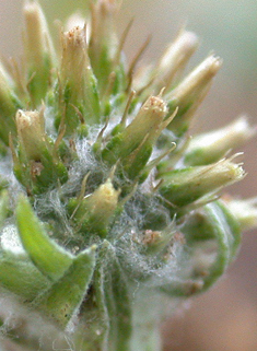 Common Cudweed
