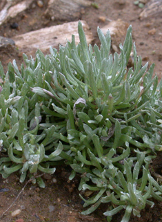 Common Cudweed