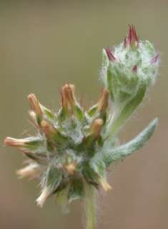 Red-tipped Cudweed