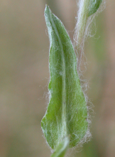 Red-tipped Cudweed