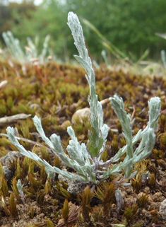 Small Cudweed