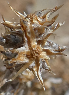 Small Cudweed