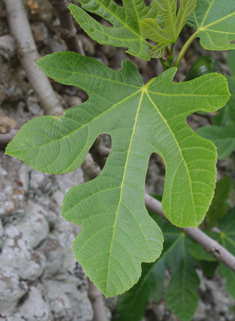 Common Fig