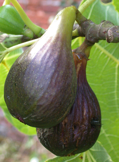 Common Fig