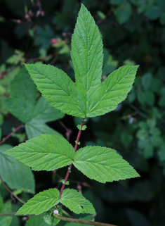 Common Meadowsweet