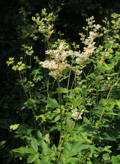 Common Meadowsweet