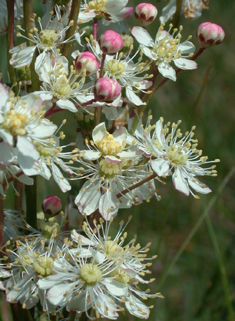 Dropwort