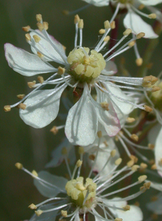 Dropwort