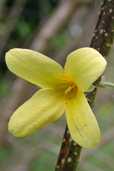 Golden-bell Forsythia